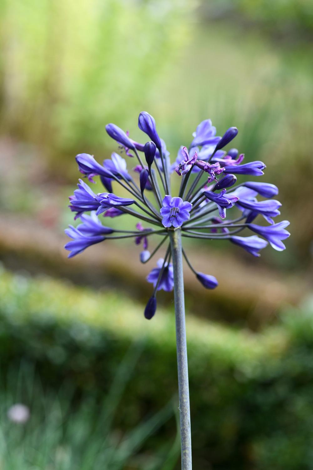 Agapanthus Plant Care and Collection of Varieties