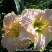 Location: southern KYDate: 2005-01-02