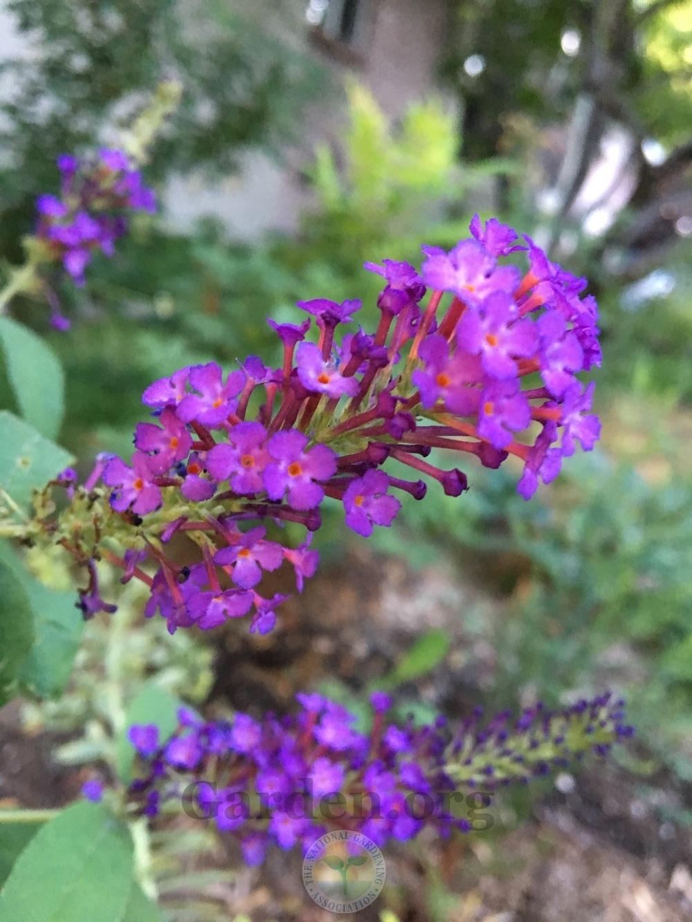 Butterfly Bushes Plant Care and Collection of Varieties