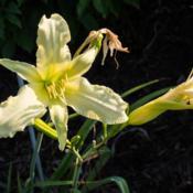 Location: Clinton, Michigan 49236Date: 2018-08-04"Hemerocallis 'Scandinavia', 2018 photo, Tall White Daylily, (Mah