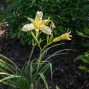 Location: Clinton, Michigan 49236Date: 2018-08-04"Hemerocallis 'Scandinavia', 2018 photo, Tall White Daylily, (Mah