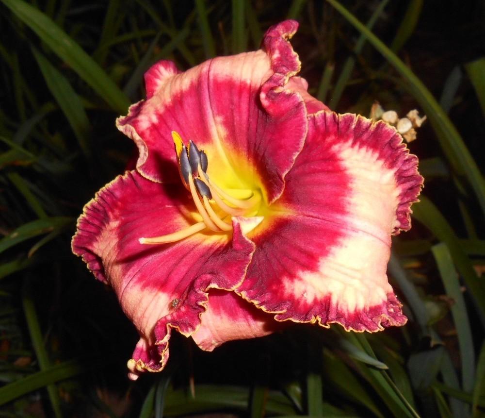 Daylily (Hemerocallis 'Lies and Lipstick') in the Daylilies Database - Garden.org