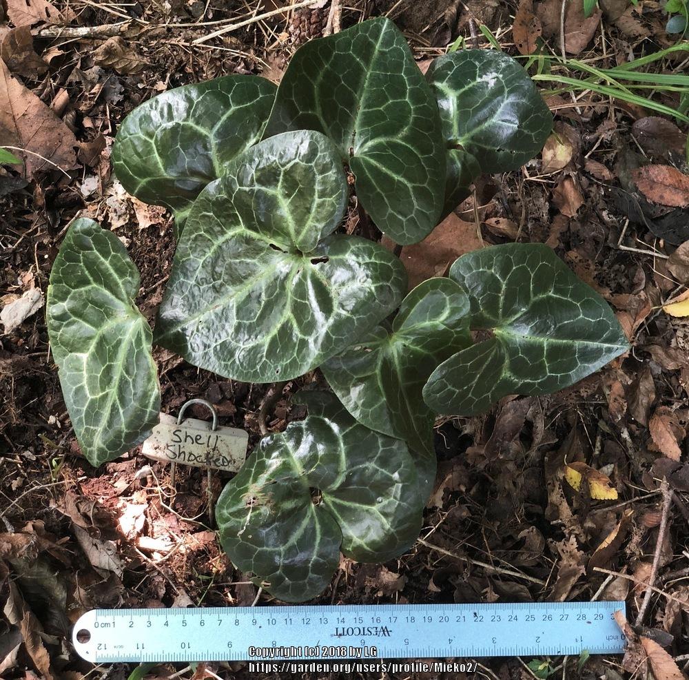 Wild Ginger (Asarum maximum 'Shell Shocked') in the Wild Gingers