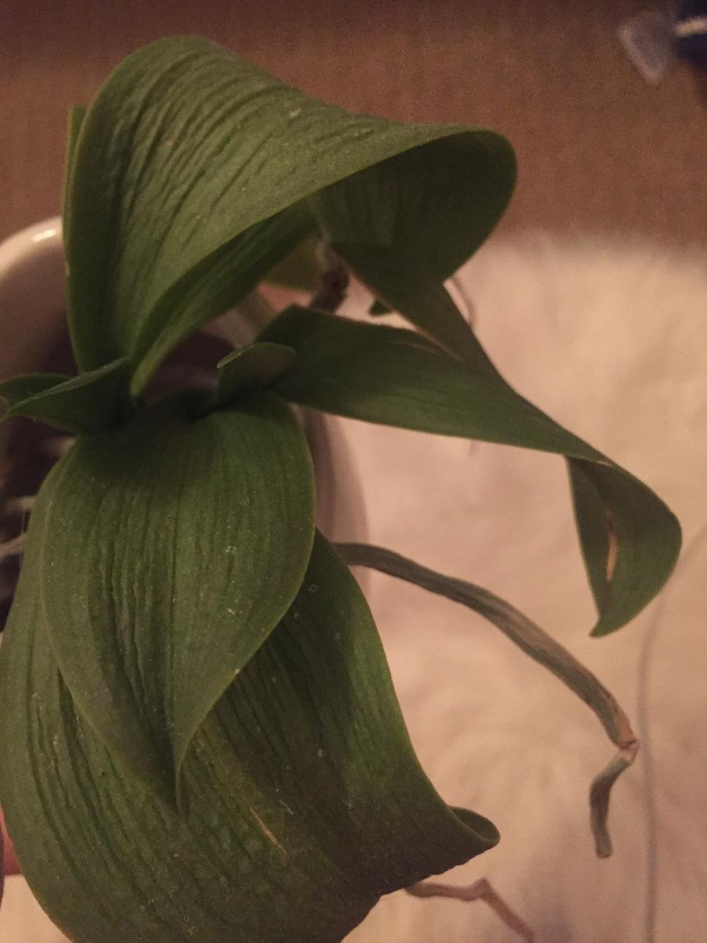 Orchid has wrinkled leaves in the Orchids forum