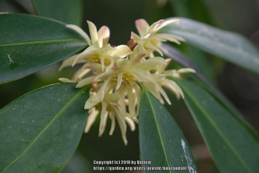 Star Anise Tree (Illicium anisatum)