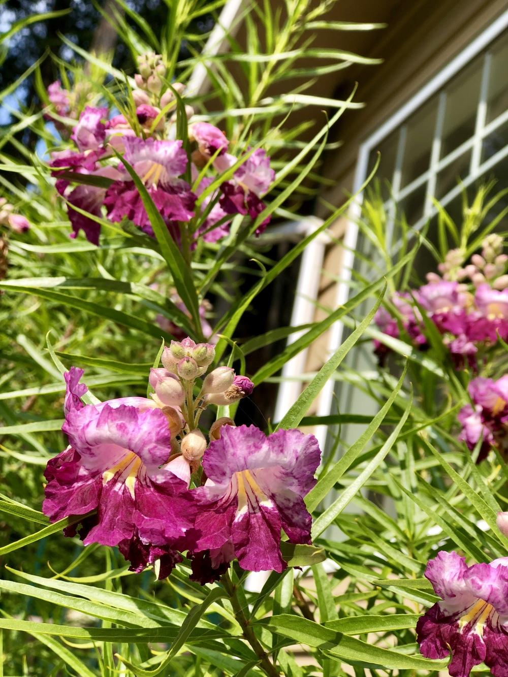 Photo of the bloom of Desert Willow (Chilopsis linearis Timeless Beauty