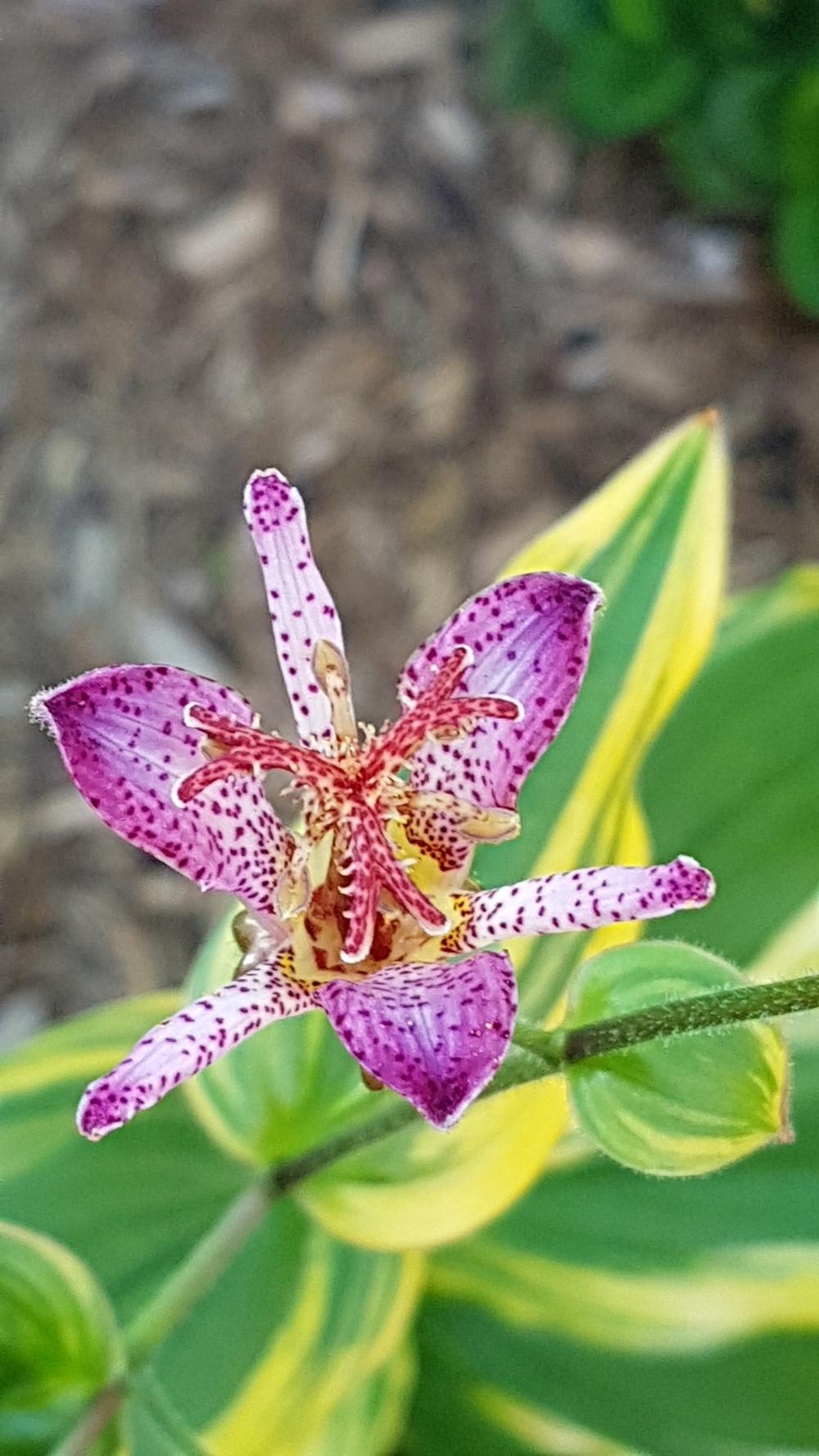 Toad Lilies Plant Care and Collection of Varieties