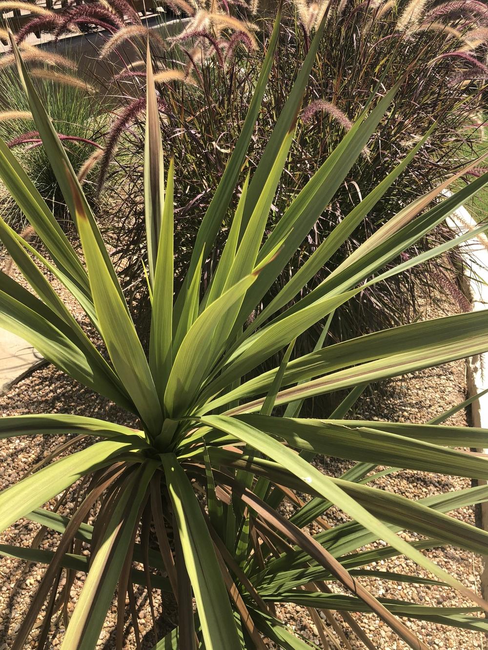 Yucca turning brown in the Ask a Question forum - Garden.org