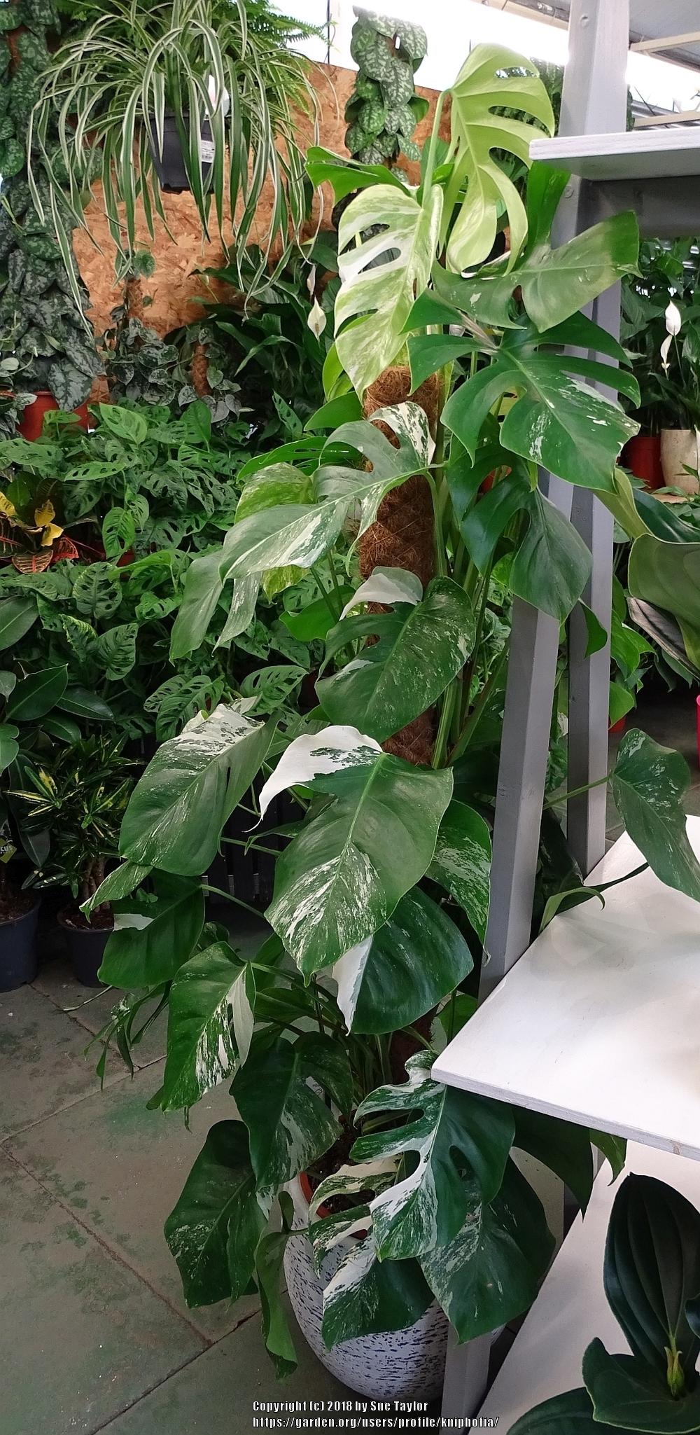 Variegated cheese plants in the Houseplants forum