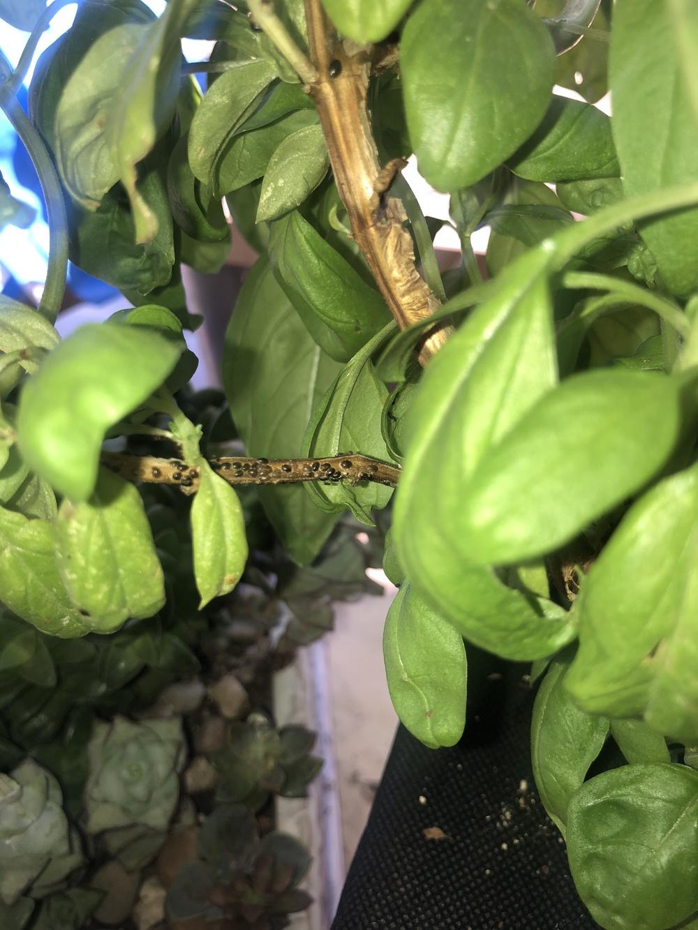 Herbs Forum Basil Plants Has Strange Black Droppings On Leaves And Stem Garden Org