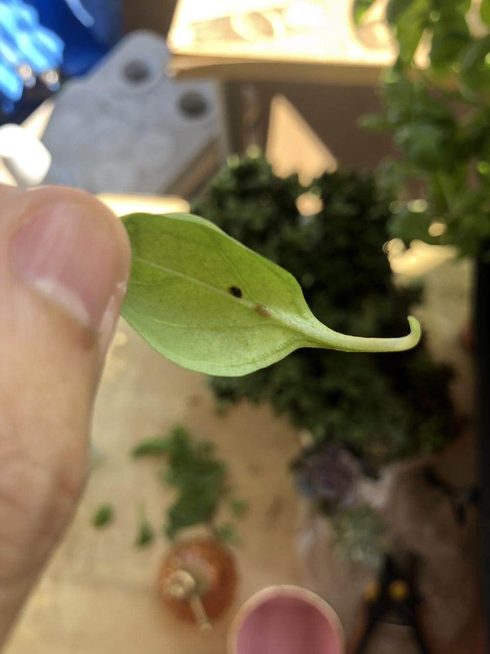 Herbs Forum Basil Plants Has Strange Black Droppings On Leaves And Stem Garden Org