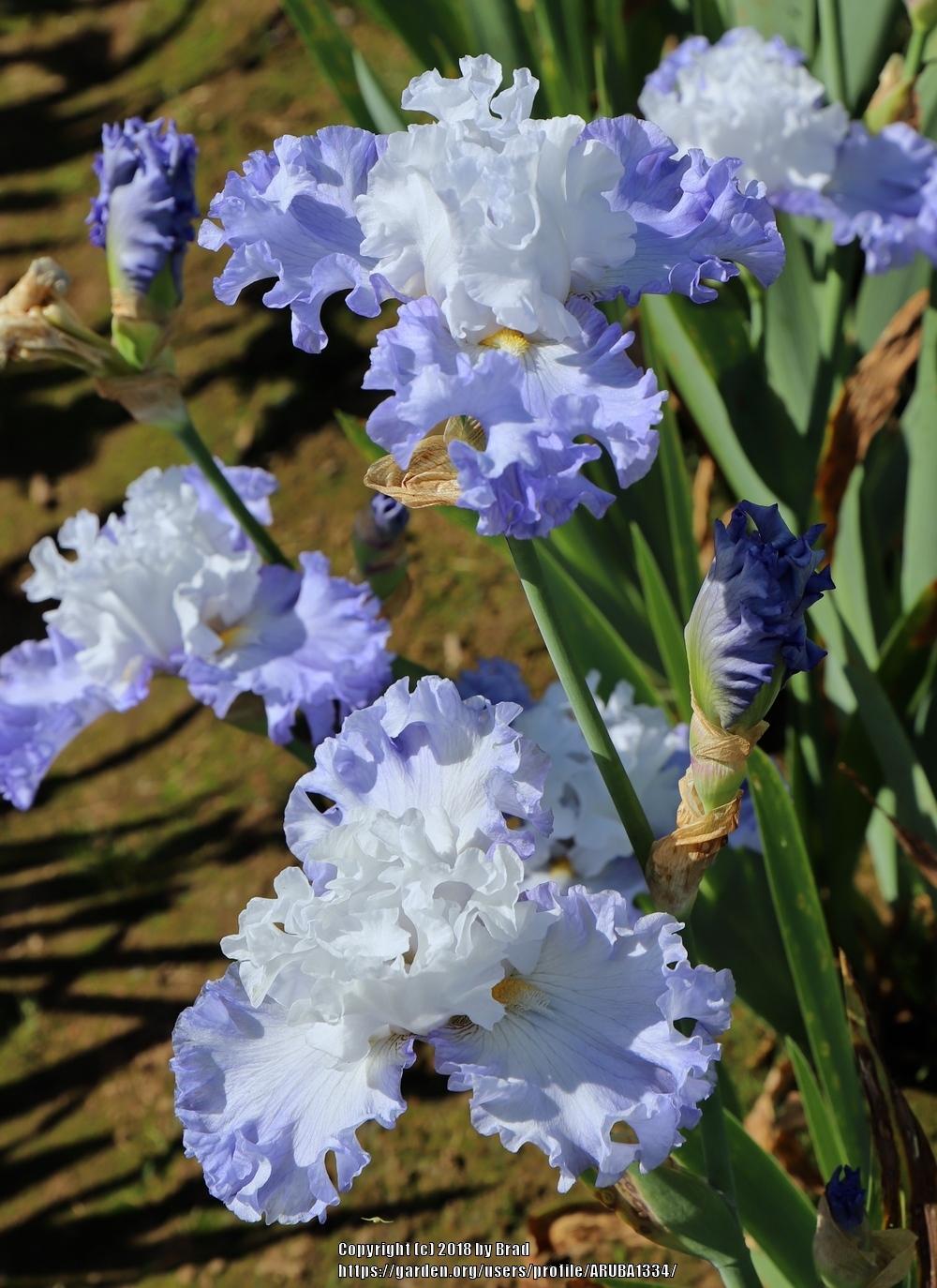 Photo of the bloom of Tall Bearded Iris (Iris 'Caribbean Queen') posted