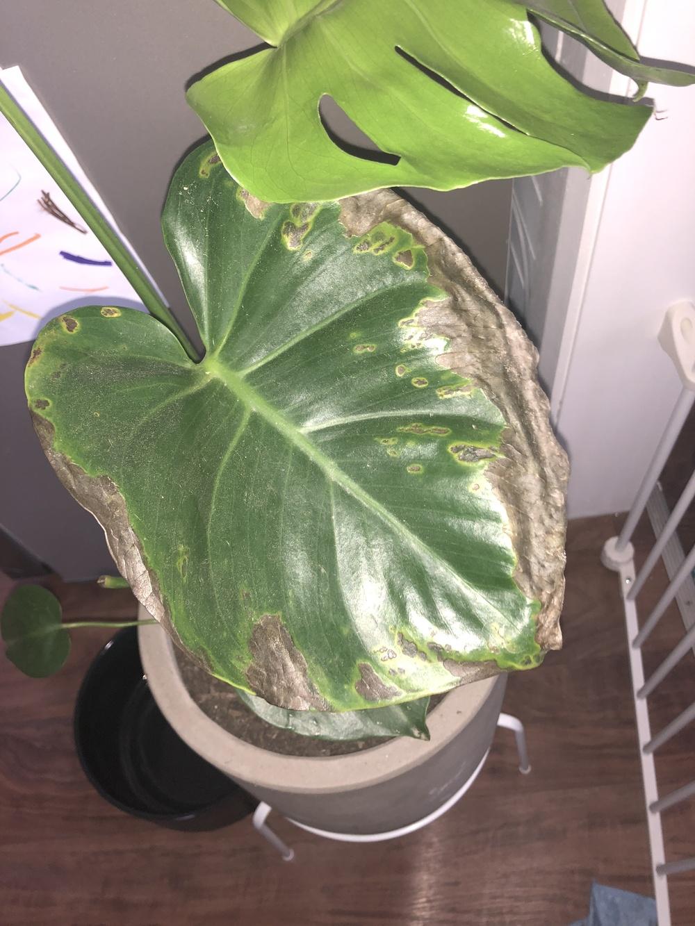 Ask A Question Forum Monstera Deliciosa Black Leaves Help