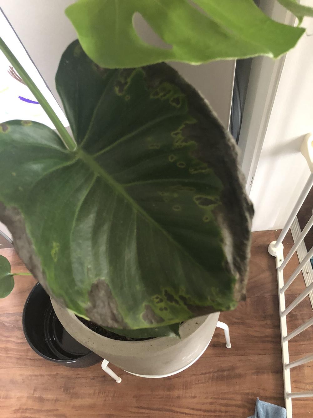 Ask A Question Forum Monstera Deliciosa Black Leaves Help