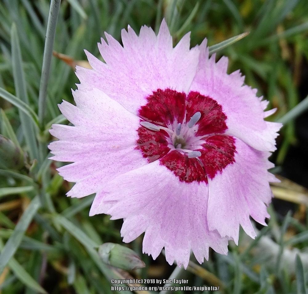 Cottage Pink Dianthus Plumarius Scent From Heaven Angel Of Peace In cottage-pink-dianthus-plumarius-scent-from-heaven-angel-of-peace-in