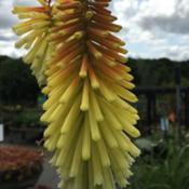 Rhs Red Hot Poker