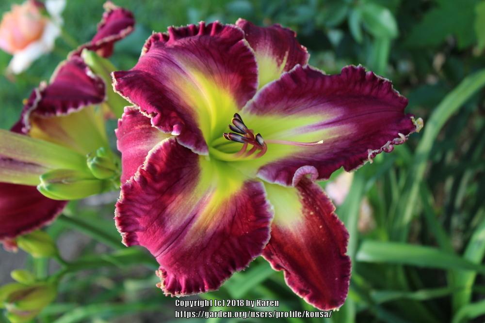 Daylily (Hemerocallis 'Grape Umbrella') in the Daylilies Database ...