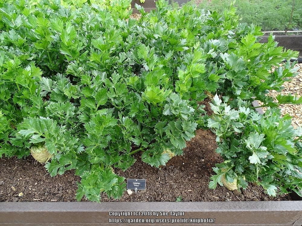 Celeries: Plant Care and Collection of Varieties - Garden.org