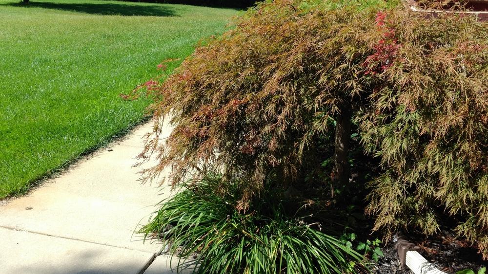 Transplanting (Japanese?) Maple Trees in the Japanese Maples forum