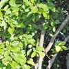 summer foliage and trunks