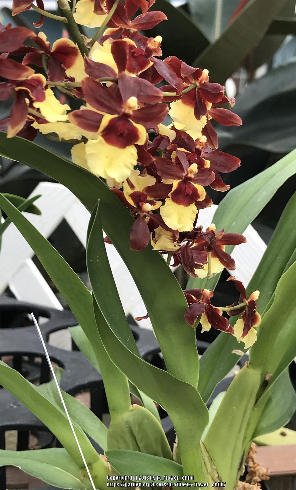 Orchid (Oncidium Volcano Hula Halau 'Volcano Queen')