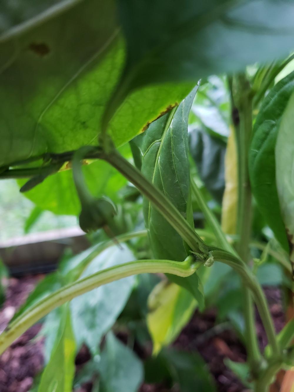 Bell pepper plant dying? in the Ask a Question forum