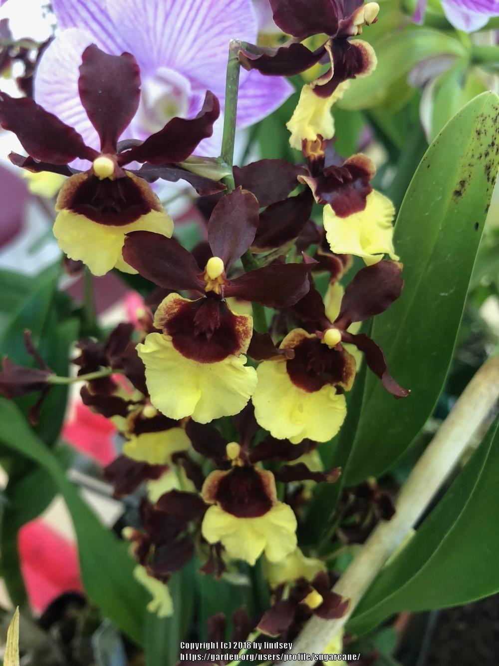 Photo of the bloom of Orchid (Oncidium Volcano Hula Halau 'Volcano