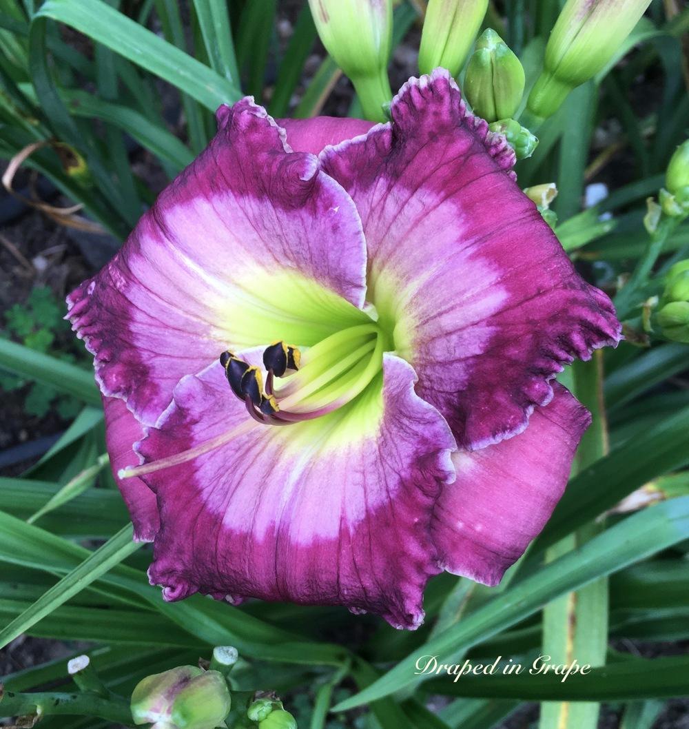 Daylily (Hemerocallis 'Draped in Grape') in the Daylilies Database ...