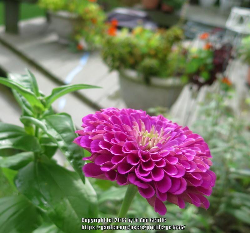 Zinnia (Zinnia elegans 'Illumination')