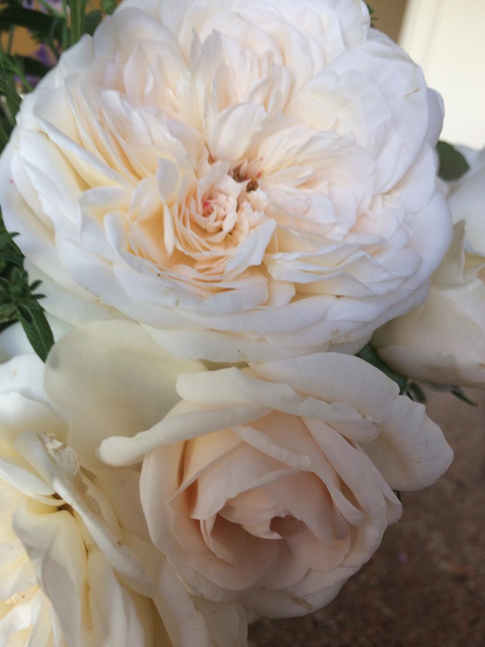 Rose (Rosa 'Joan Fontaine') in the Roses Database