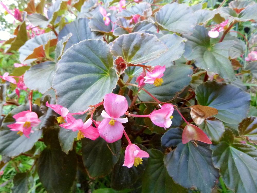 Begonia 'Kaylen' in the Begonias Database