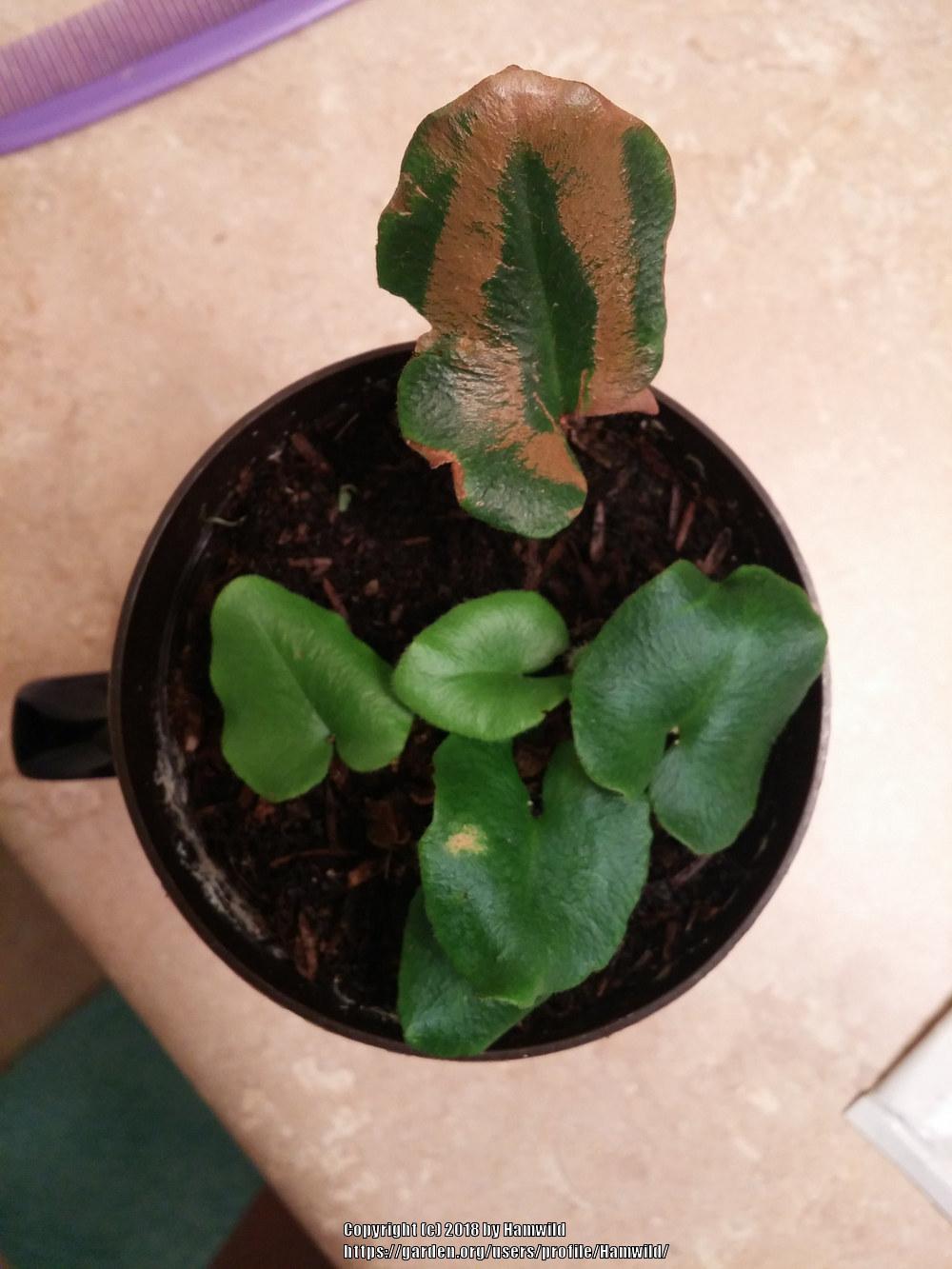 Heart Fern (Mickelopteris cordata)