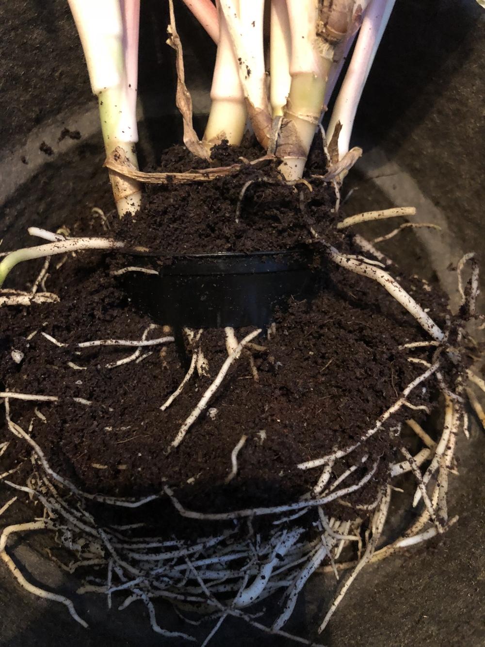 What is the plastic ring around the base of my plant's stems in the Ask