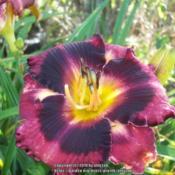 Location: southern KYDate: 2018-06-18