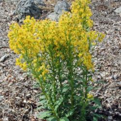 Location: Nationale Plantentuin Meise (Brussels)