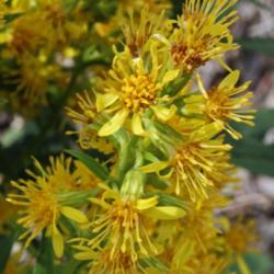 Location: Nationale Plantentuin Meise (Brussels)