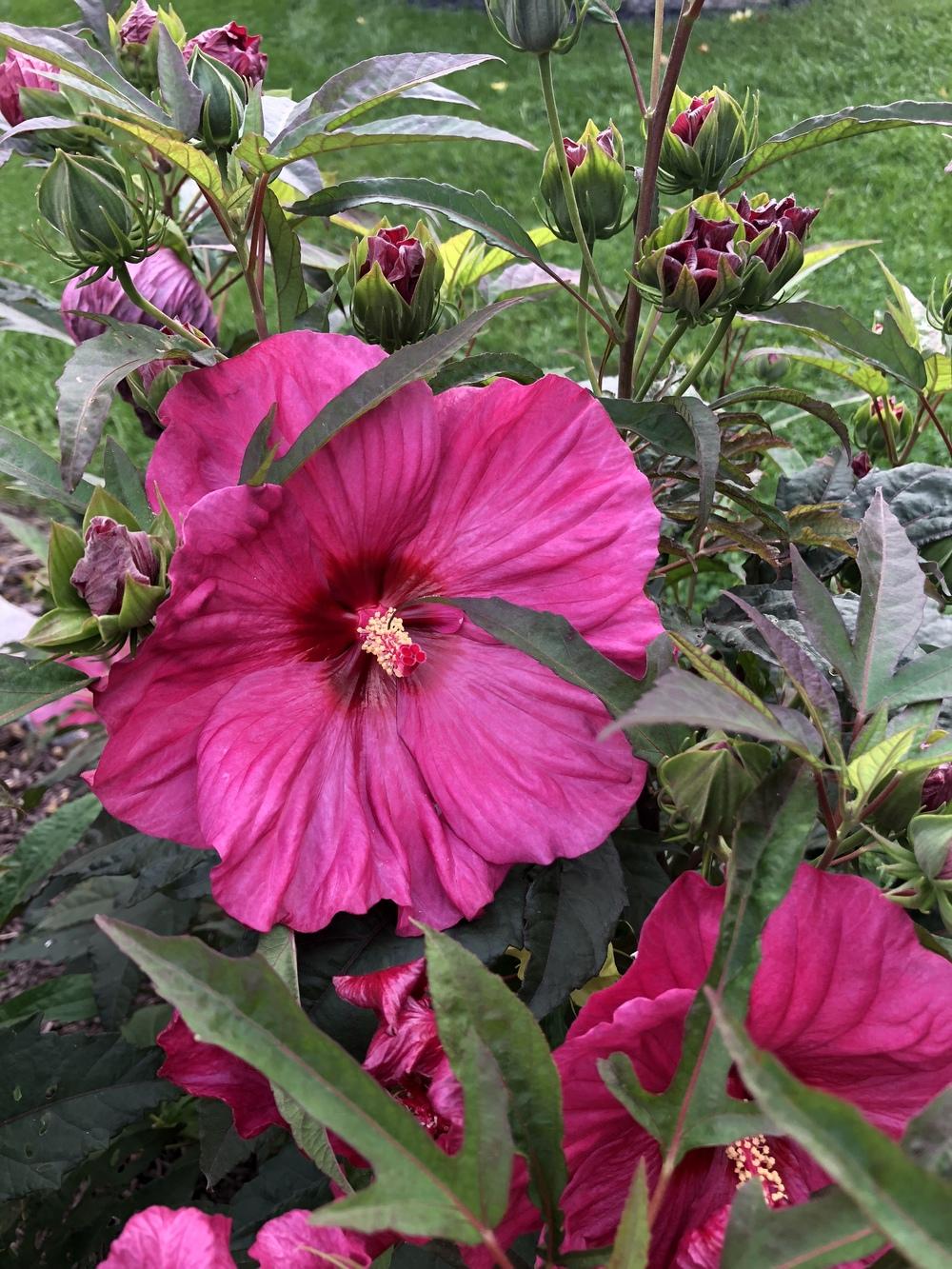 Two different flowers on same Hibiscus plant in the Ask a Question