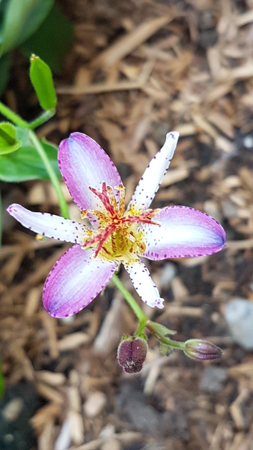 Toad Lilies Plant Care and Collection of Varieties