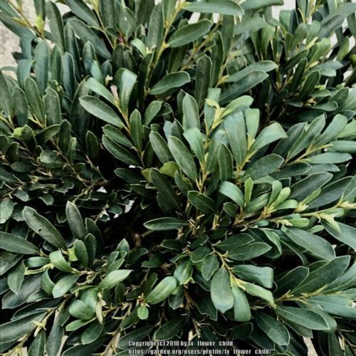 Distylium First Editions® Cinnamon Girl™