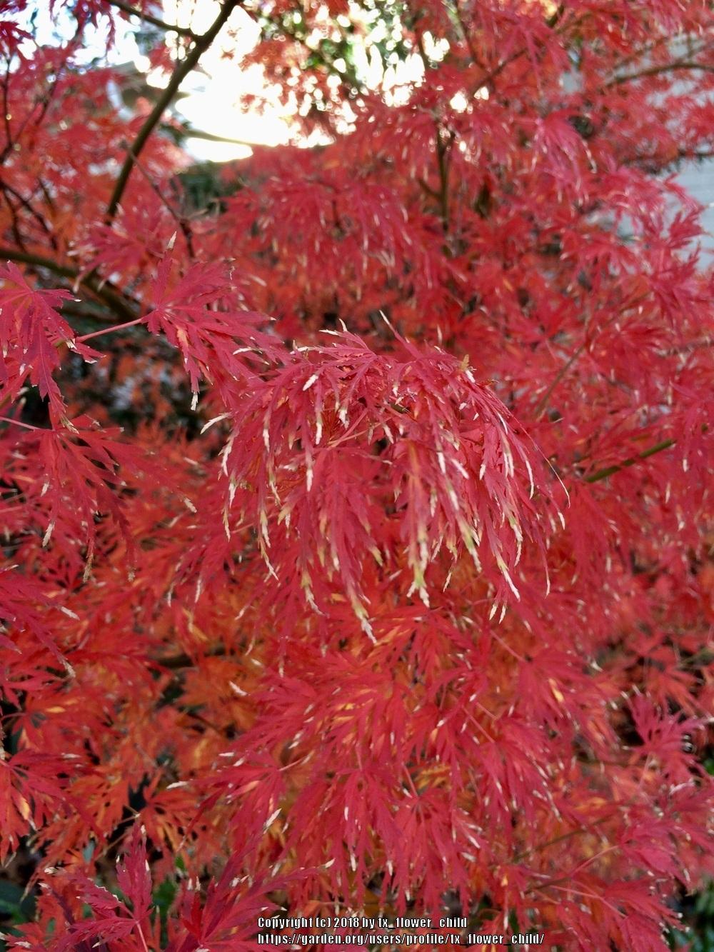 Japanese Maples Forum Japanese Maples In Texas Garden Org