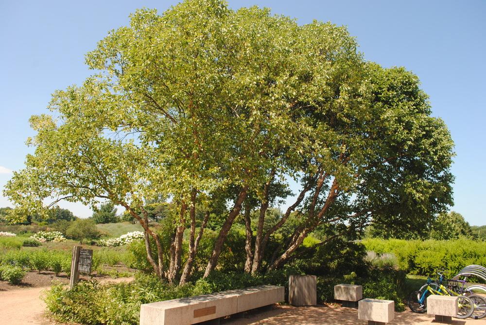 Photo of the entire plant of River Birch (Betula nigra Fox Valley