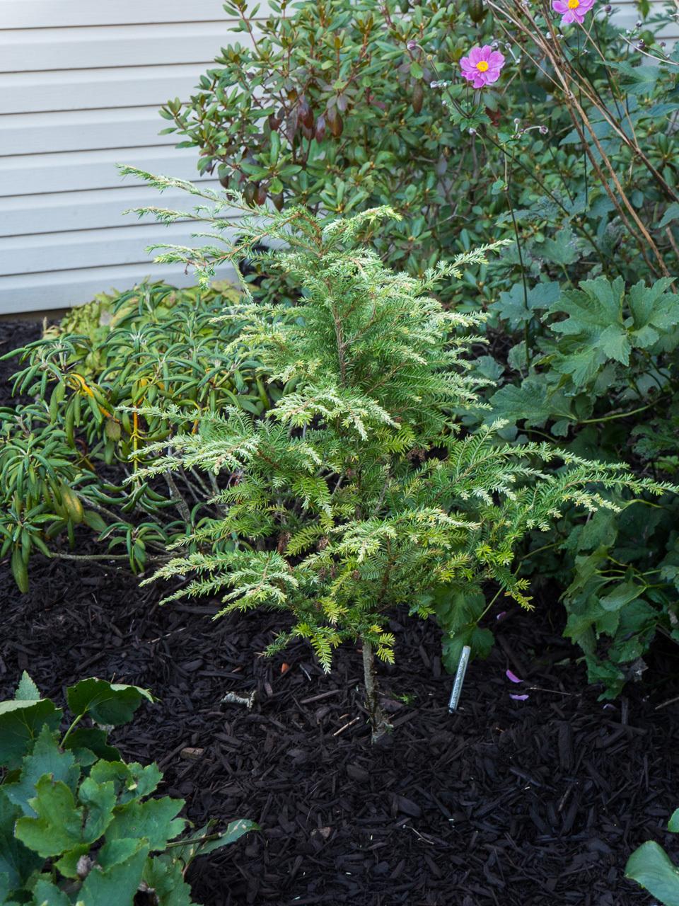 Tsuga canadensis 'Woodrose'
