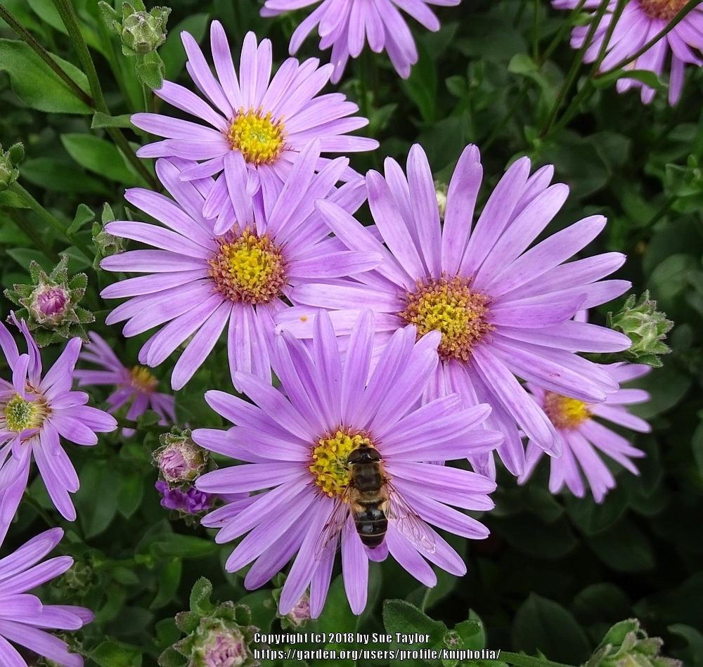 Asters: Plant Care and Collection of Varieties - Garden.org