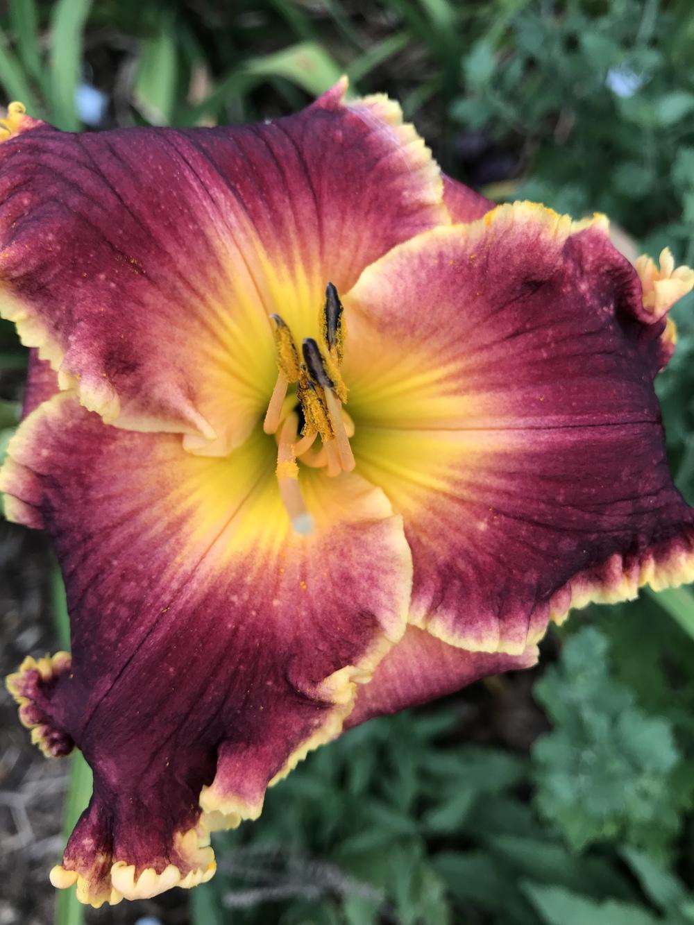 Photo of the bloom of Daylily (Hemerocallis 'Miss Scarlet') posted by