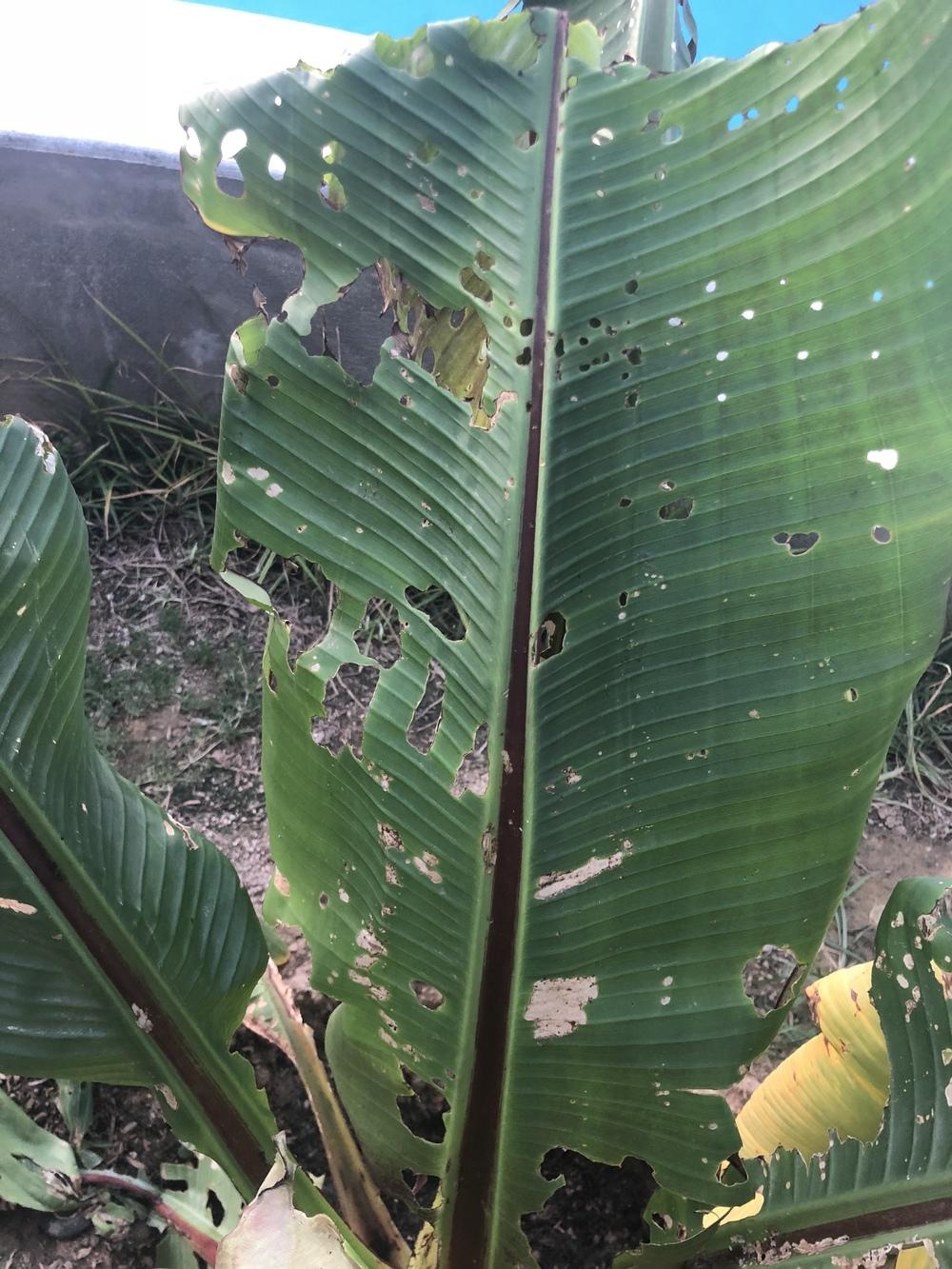 Red banana plant dying in the Ask a Question forum