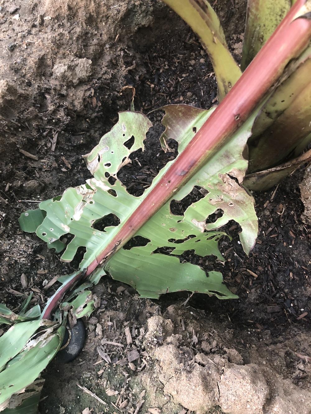 Red banana plant dying in the Ask a Question forum