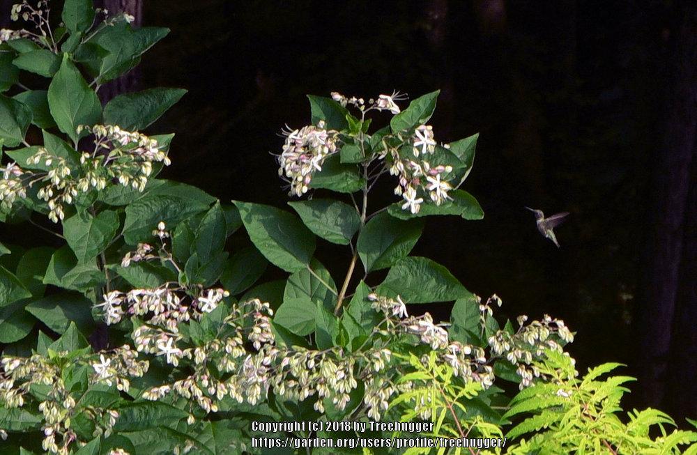 Peanut Butter Shrub (Clerodendrum trichotomum)