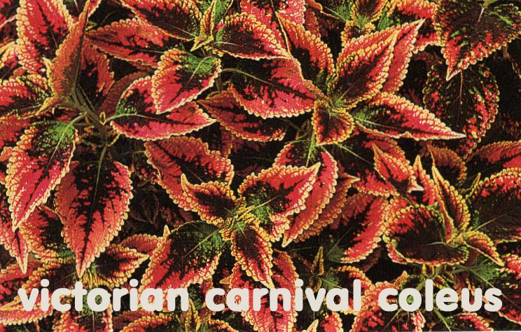 Coleus (Coleus scutellarioides ‘Victorian Carnival’) in the Coleus