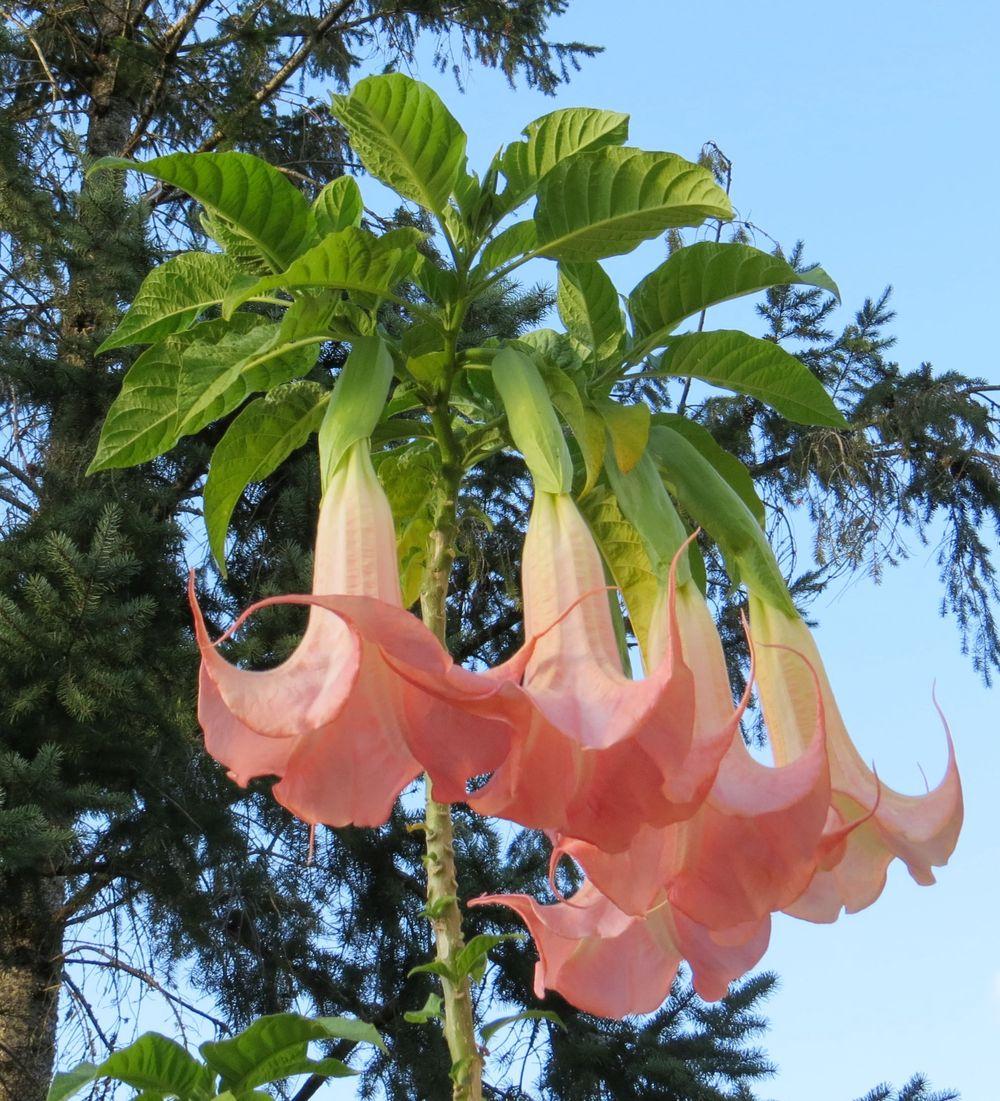 Angel's Trumpets Plant Care and Collection of Varieties