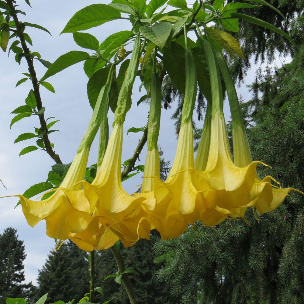 Angel's Trumpets Plant Care and Collection of Varieties